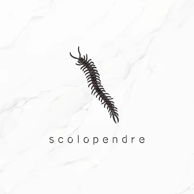 free tattoo『scolopendre』