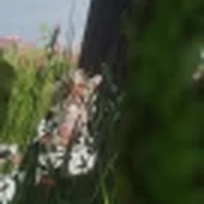 Juanita la Manzanita Vaquita