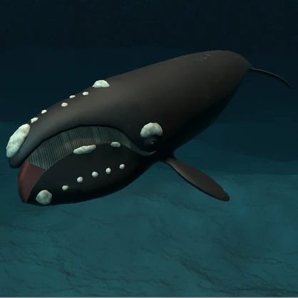 【３Ｄモデル】セミクジラ