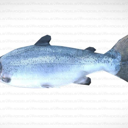 Salmon