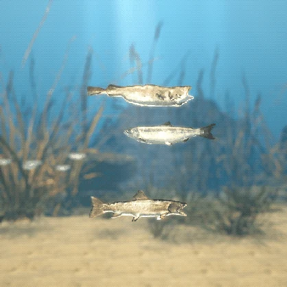 【VRChatワールド用】泳ぐ北の海の大きな魚3種「凪」ベニザケ・マダラ・アメマス【PC/Quest対応】
