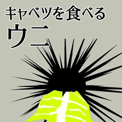 キャベツを食べるウニ (VRChat対応アバター)