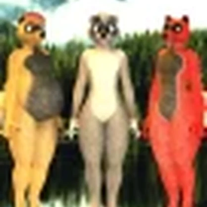 raccoon