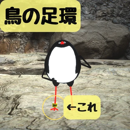 【無料】鳥用足環【Bird/鳥対応】【VRChat想定】