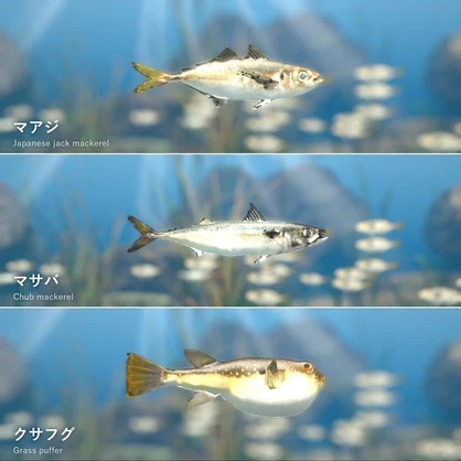 【VRChatワールド用】泳ぐ日本近海の魚3種「潮」マアジ・マサバ・クサフグ【PC/Quest対応】