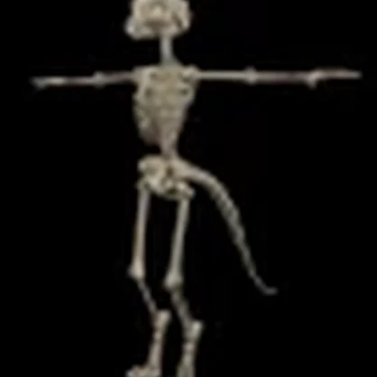 Skeleton for Nardoragon