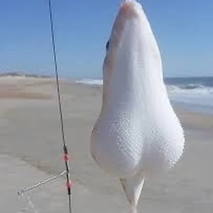 Balls Fish