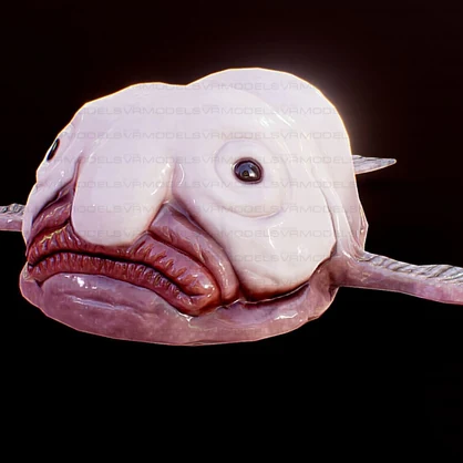 Blobfish