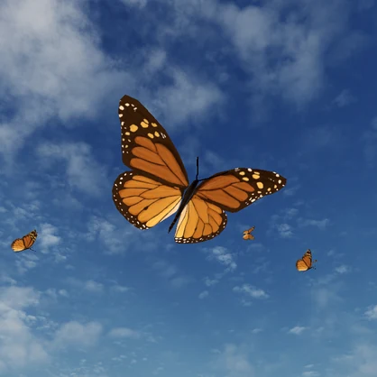 【蝶々パーティクル】オオカバマダラ / Monarch butterfly